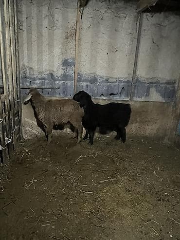 сена тук: Продаю | Баран (самец) | Для разведения — 6