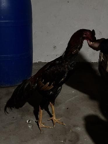 русская голубая кошка бишкек: Продаю | Петух | Бойцовая | Для разведения — 1