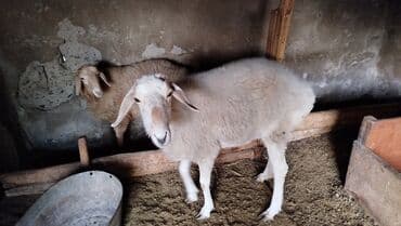 продажа щенков немецкой овчарки с документами в бишкеке: Продаю | Овца (самка) | Для разведения — 5