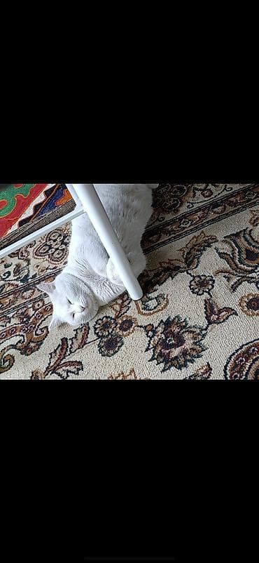 коша: Кошка даром: Беспородная, 2 года, Мальчик, С прививками — 3