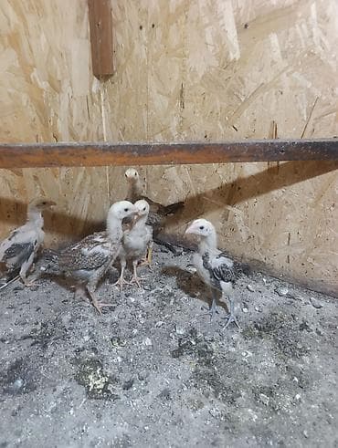 Үй жаныбарлары: Дакан жөжөлөр сатылат көбөйтүү үчүн туудуруу учун келишим баада — 2