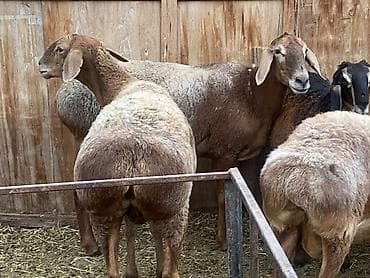 кочкор овца: Продаю | Овца (самка) | Гиссарская, Арашан — 1