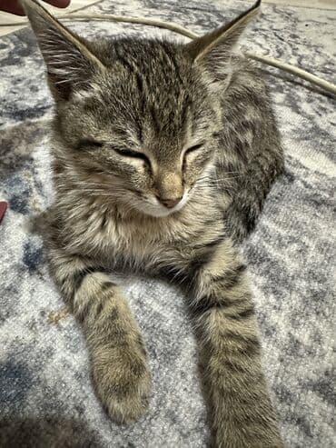 домик для хомяков: Пристраивается котенок девочка 3 мес. Хотим отдать даром. Помогите — 3