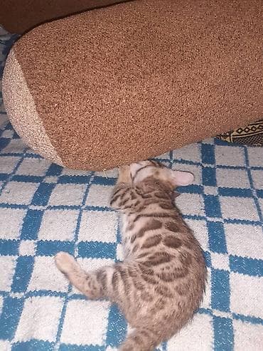 Продажа кошек: Бенгальская, 1 месяц, Мальчик, Черепаховый, Приучена к лотку — 1