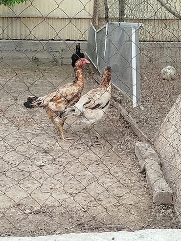 драбилка кду 2: Дакан мекиштер сатылат активный алмашу жолдору бар адрес Заря Тынчтык — 1