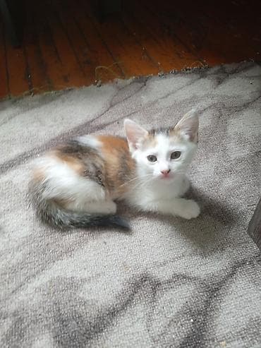 котята простые: Отдам в хорошие любящие руки 2 месячных котят 2 девочки и один — 2