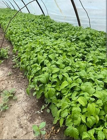 продам курей: Бесплатная доставка — 3