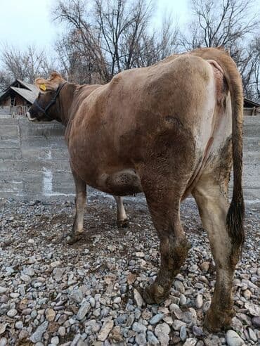 Собаки: Продаю | Корова (самка) | Швицкая | Для молока | Стельные — 9