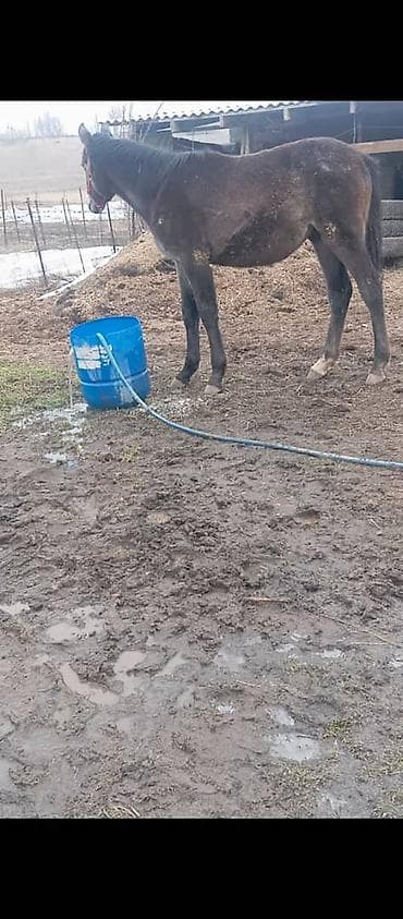 Услуги ветеринара: Продаю | Жеребец | Рабочий — 2