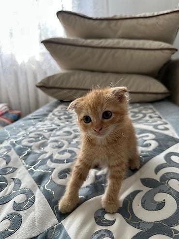 шотландский кот: Скотиш Фолд (Шотландская вислоухая), 2 месяца, Девочка, Рыжий, Приучена к лотку — 2