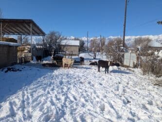 домашний петух: Продаю | Бык (самец) | Герефорд, Голштин, Швицкая | На откорм | Племенные — 11