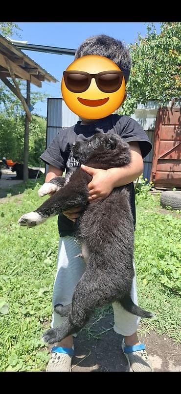 заказать кошку бесплатно: Кыргызский добет-абориген — рабочие пастушьи собаки традиционного — 6
