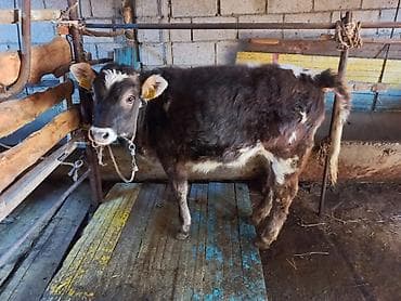 Ветеринар кызматы: Сатам | Кунаажын | Сүт алуу үчүн — 4