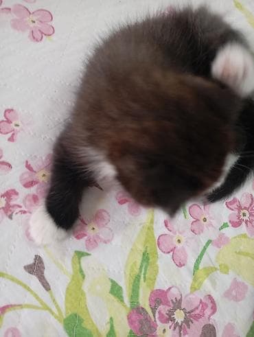 scottish fold: 2 месяца, Мальчик, Серый, Приучена к лотку — 3