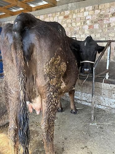 эшек жаныбар: Сатам | Уй (ургаачы) | Сүт алуу үчүн | Музоологондон кийин — 8