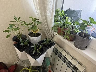 ред: 🔥 СРОЧНО ПРОДАЮ ВСЮ КОЛЛЕКЦИЮ КОМНАТНЫХ РАСТЕНИЙ 🔥 Хочешь сразу — 1