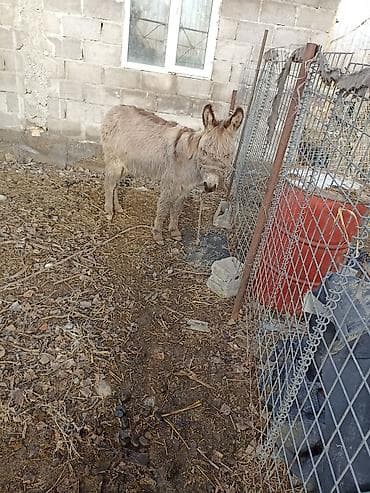 лошадь ат: Осёл (молодой), возраст 2.5 года светло-бурой масти, с длинной шерстью — 1
