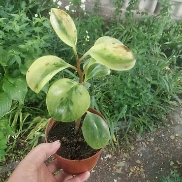 геран: Пеларгония (герань) в горшках + пеперомия вариегатная (Peperomia — 4