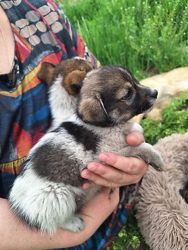 щенки лабрадоры: Щенки метисы, помёт разнопёстрый. Компактные, короткошёрстные с — 4