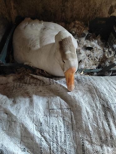 утки мандаринки: Домашние гуси - Порода: линда+крупные серые (характерный «шишак» на — 7