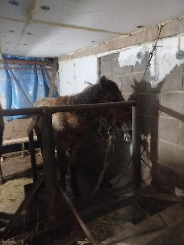 тай лошадь: Продаю | Жеребец | Рабочий — 1