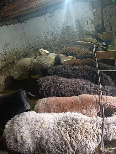 кармушка для овец: Продаю | Овца (самка) | Для разведения | Матка — 4