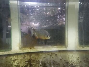 породистые козы: Большой аквариумный комплект для хищных и крупных рыб.Акула и Первне — 4