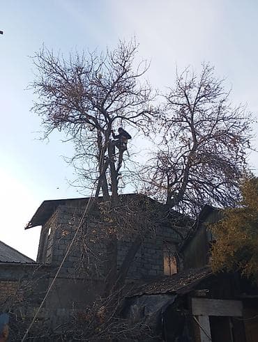 Спил деревьев самых опасных деревьев гарантия -цены приятные как и