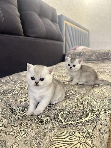 кошка белая: Скотиш Страйт (Шотландская прямоухая), 1 месяц, Мальчик, Белый, Приучена к лотку, Проглистована, С документами — 5