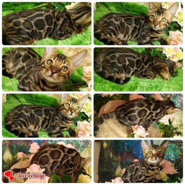 очень нужны: Бенгальская девочка .на фото . 3 месяца. Красивейшие.высокопородные — 1