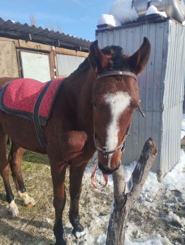 Собаки: Продаю | Жеребенок | Конный спорт — 1