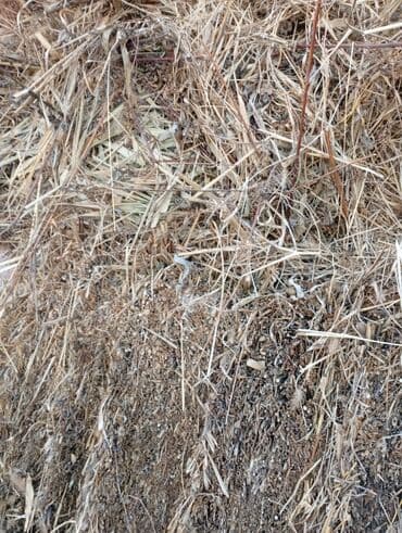 купить собаку породистую: Сено в тюках300тук бар 2.3.чабык чоп сатылат баасы 200.сомдон - — 4