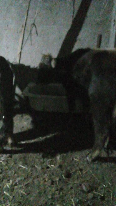 Мышыктар: Сатам | Бука (эркек) | Аргын | Бордоп семиртүү үчүн | Байланган — 5