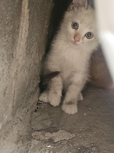 Животные: Отдам котят в добрые руки. 3 2-х месячных котят: белый с черным — 1