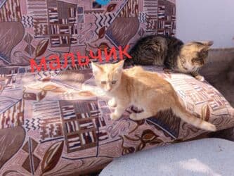 купить собаку корса: Милые котята - девочки и мальчики - в заботливые руки! Живут в — 5