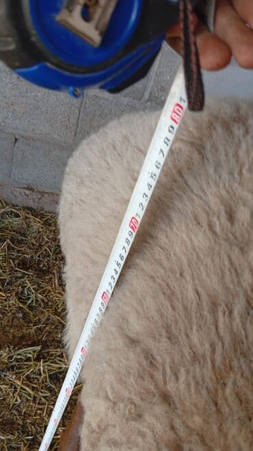 корм для форель: Продаю | Ягненок | Для разведения — 4