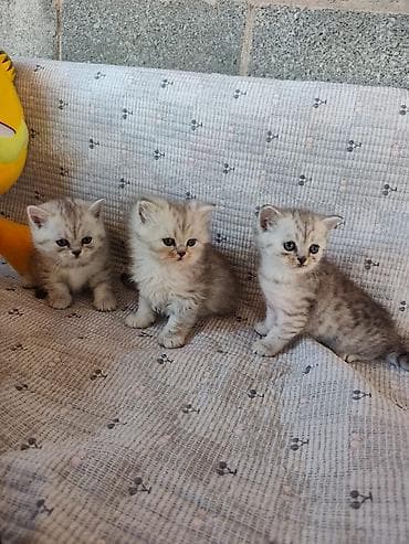 котята дворняжки: Продаются шотландские котята дата рождения 14 апреля — 5