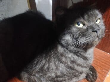 кошка без шерсти: Ангорская, 10 месяцев, Девочка, Белый, Приучена к лотку — 6