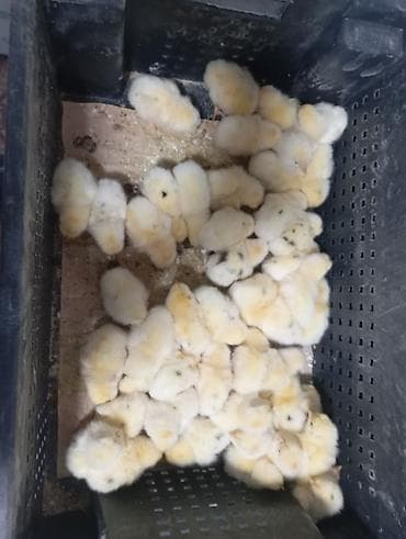 филе курицы: Продаю | Цыплята | Бройлерная, Хай-Лайн Соня Грей | На забой — 1