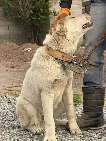 Продажа собак: Алабай, 5 месяцев, Самец — 2