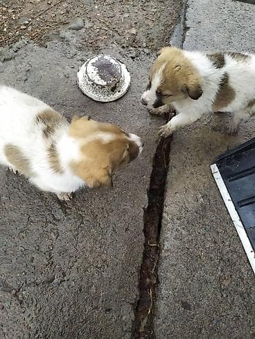 Продаются щенки алабай, кабель и девочка. Возраст 2 месяца. Отец и