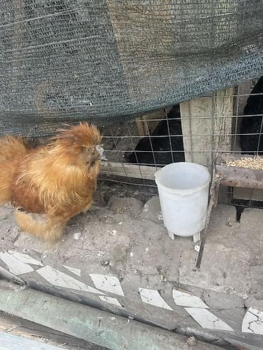 голуби животное: Продаю | Куры | Для разведения — 3