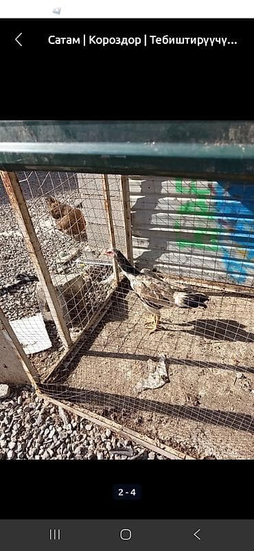 куриные ноги: Продаю | Куры | Дакан | Для боев — 5