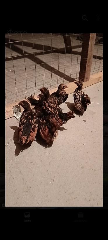 египетская кошка сфинкс: Продаю | Куры | Для разведения — 3