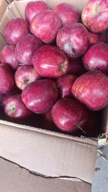 превосходный сорт яблок: Яблоки В розницу — 2