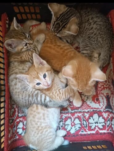 бенгальский кот домашний: Мышык бекер берилет: Породасыз, Эркек — 5