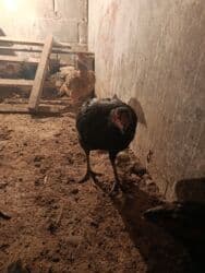 продажа домашних животных: Сатам | Тооктор, Балапандар | Дакан | Тебиштирүү үчүн — 2