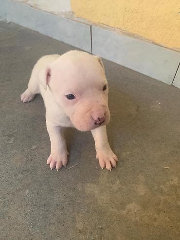 срочна алмашам: Питбуль, 1 месяц, Самец — 5