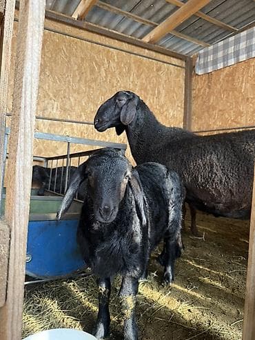гуси линда: Продаю | Овца (самка) | Для разведения | Матка — 10