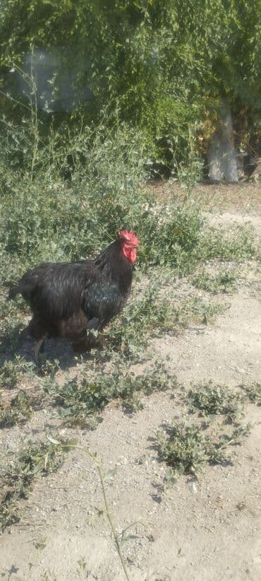 мал базар бишкек: Продаю | Петух | Кохинхин | Для разведения — 4